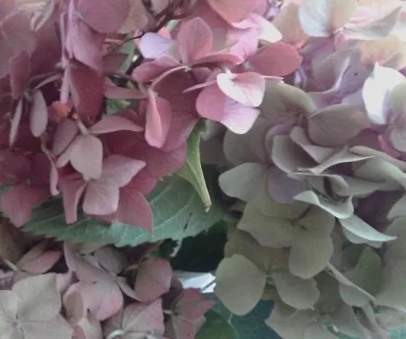 Hotel Balneum Boutique & Bagno di Romagna