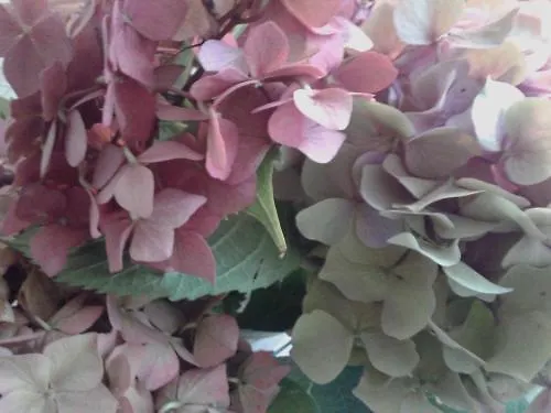 Hotel Balneum Boutique & Bagno di Romagna