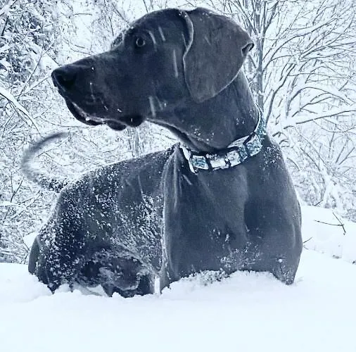 Balneum Boutique & 3* Баньо-ди-Романья